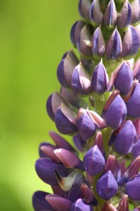 Lupine Hi-Rise