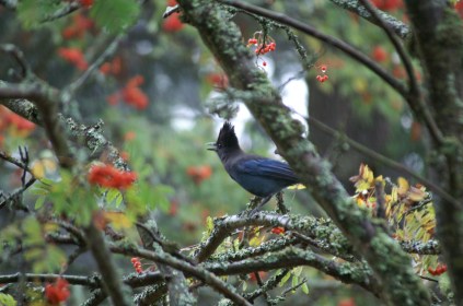 Stellar's Jay