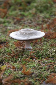 Forest UFO