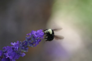Bumblebee on Lavender
