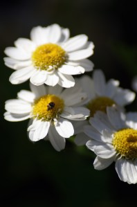 Chamomile