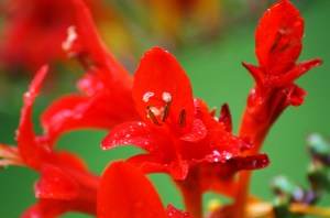 Scarlet Crocosmia
