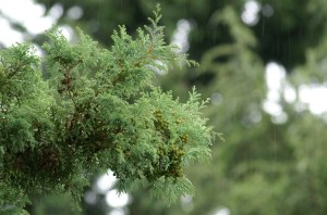 Cypress Rain