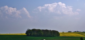 Rapeseed Fields