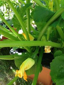 Zucchini Blossoms