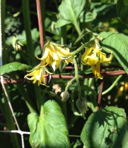 Heirloom Tomato Blossoms