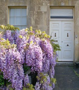 Wisteria, Number 6, Royal Crescent
