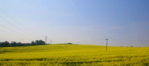Rapeseed Fields